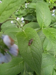 Cantharis rustica