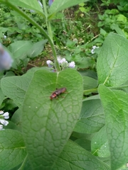 Cantharis rustica