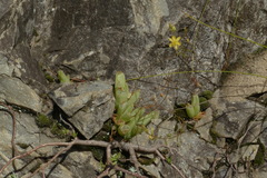 Bulbine mesembryanthemoides