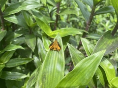 Choranthus vitellius