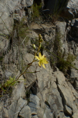 Bulbine mesembryanthemoides