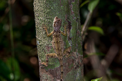 Enyalius boulengeri