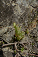 Bulbine mesembryanthemoides