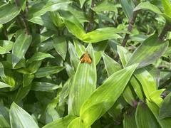 Choranthus vitellius