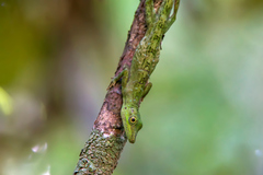 Anolis punctatus