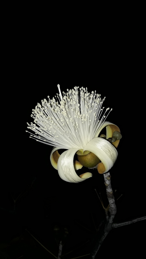 Pseudobombax marginatum