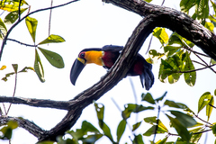 Ramphastos vitellinus
