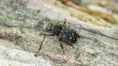 Ulorhinus bilineatus