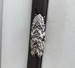 Hypercompe scribonia