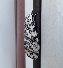 Hypercompe scribonia