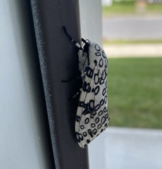 Hypercompe scribonia