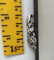 Hypercompe scribonia