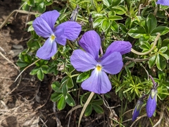 Viola ferrarinii