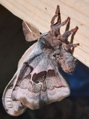 Antheraea polyphemus