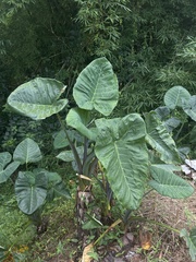 Xanthosoma violaceum