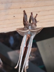 Antheraea polyphemus