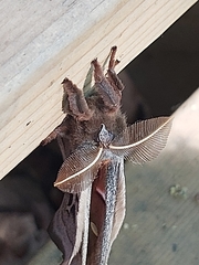 Antheraea polyphemus