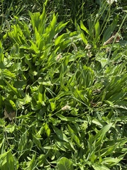 Plantago lanceolata