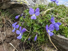 Viola ferrarinii