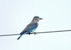 Coracias benghalensis