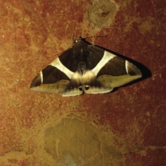 Bastilla crameri