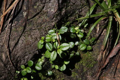 Peperomia retusa