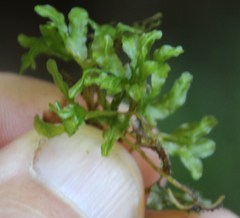 Symphyogyna podophylla