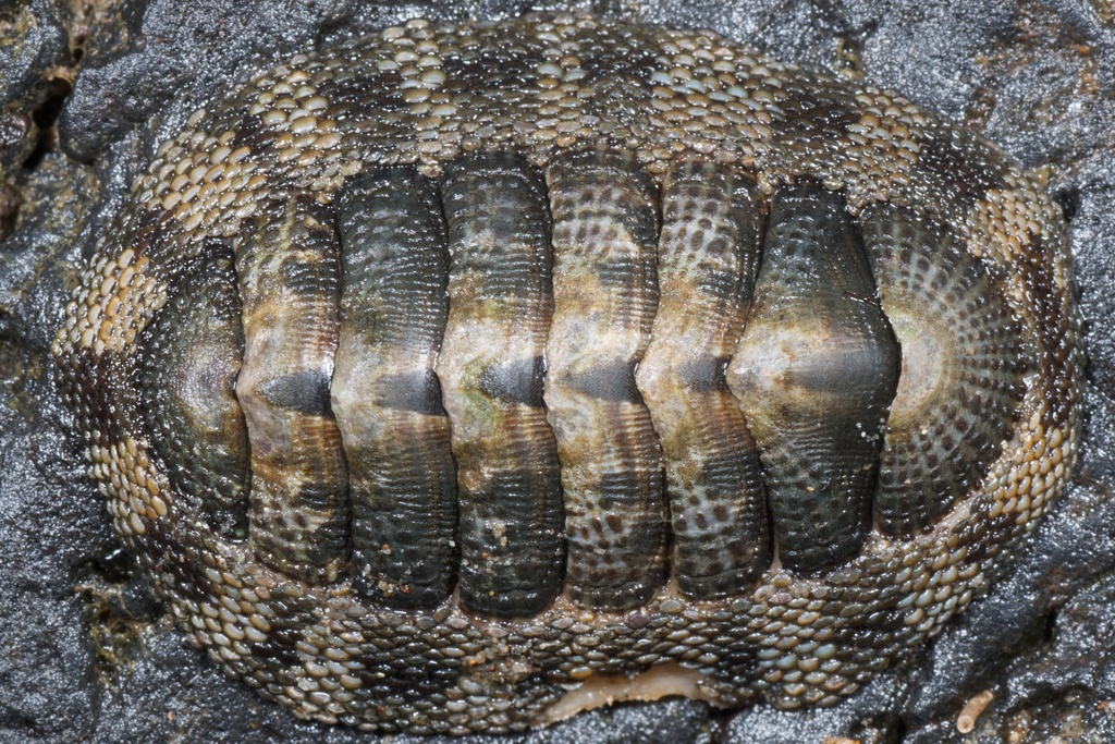 Snakeskin Chiton (Intertidal Zone - Rockpool Life NZ) · iNaturalist NZ