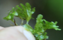 Symphyogyna podophylla