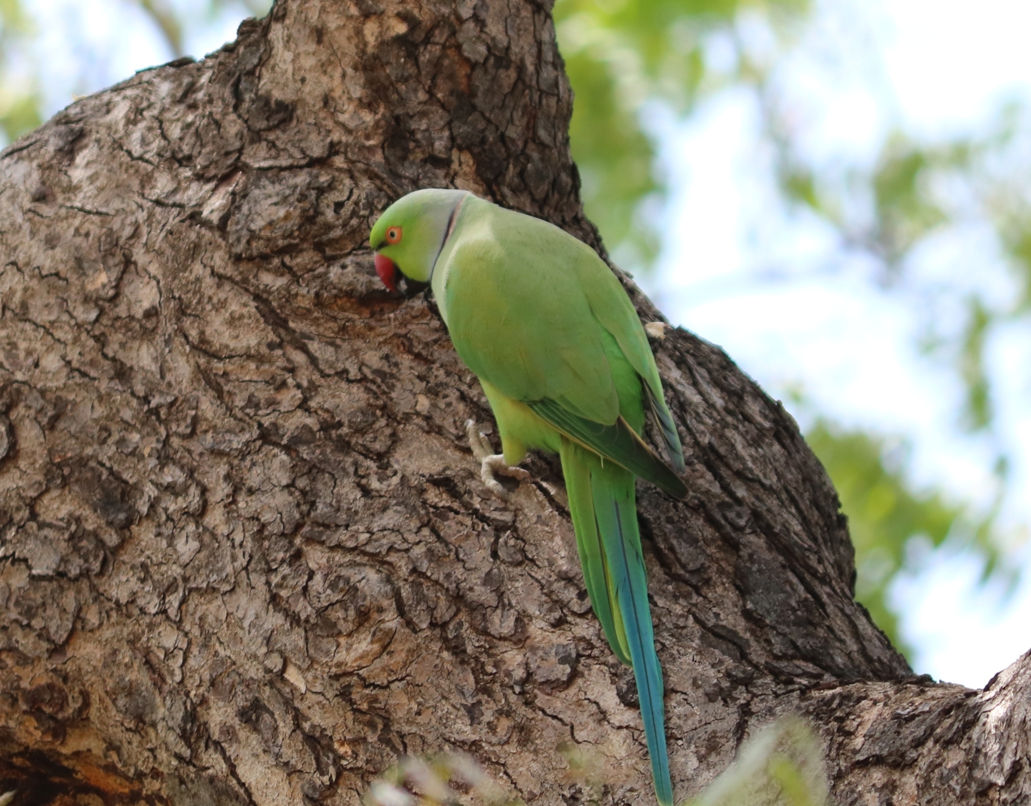 Rose-ringed Parakeet