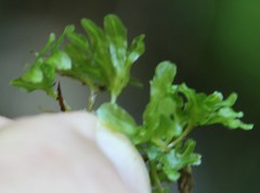Symphyogyna podophylla