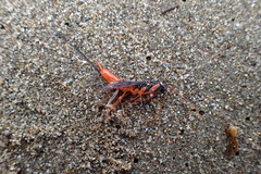 Xeris indecisus