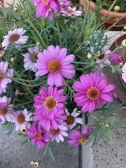 Tanacetum coccineum
