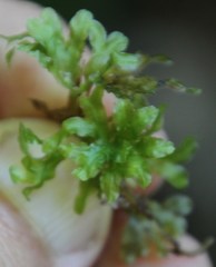Symphyogyna podophylla