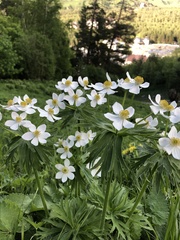 Anemonastrum fasciculatum