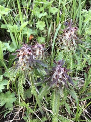 Pedicularis atropurpurea