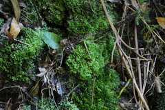 Symphyogyna podophylla