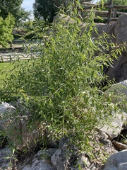 Salix alba