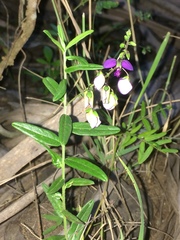 Polygala sphenoptera