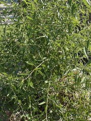 Salix alba