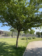 Morus alba