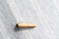 Holcocera immaculella