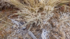 Astragalus cryptobotrys