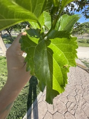 Morus alba