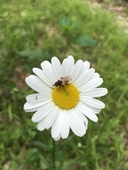 Myopa clausa