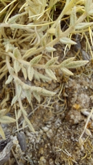 Astragalus cryptobotrys