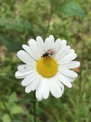 Myopa clausa