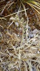 Astragalus cryptobotrys