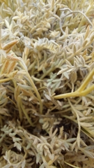 Astragalus cryptobotrys