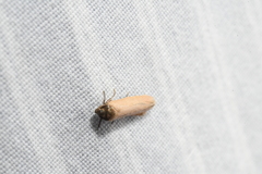 Holcocera immaculella